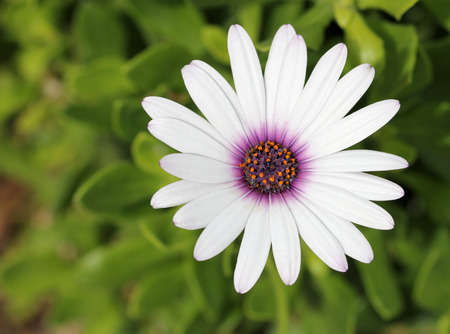 White African Daisy flowerの写真素材