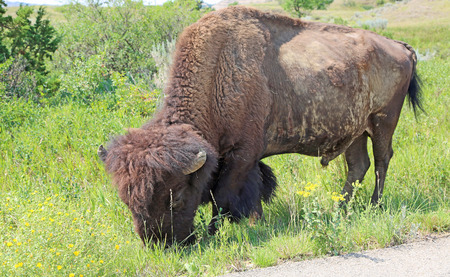 Grassing bison - Theodore Roosevelt National Park, North Dakota