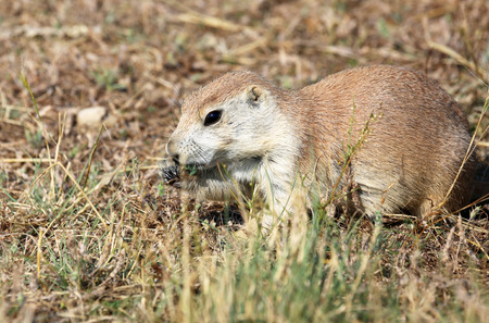 Prairie dog