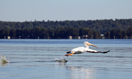 Run-up - Tennessee - wild pelicanの写真素材