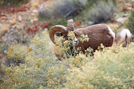 Bighorn sheep with flower - Colorado National Monumentの写真素材