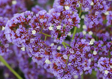 Statice flowersの写真素材