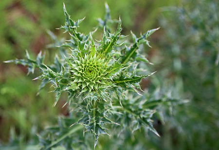 Green bud of thistleの写真素材