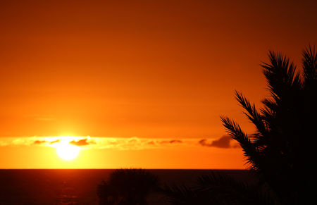 Silhouette of palm tree on sunset sky- Floridaの写真素材