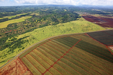 Pineapple plantation - Oahu, Hawaiiの写真素材