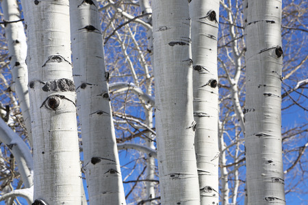 Aspen trees "eyes"の写真素材