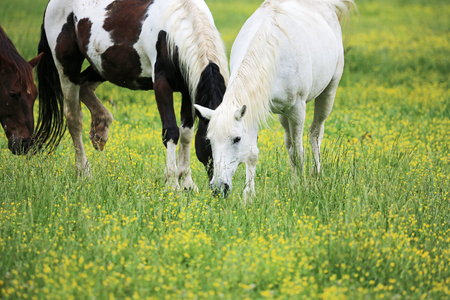 Horses on meadow, Tennesseeの写真素材
