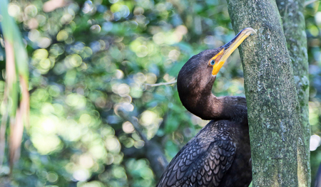 Cormorant and tree, Floridaの写真素材