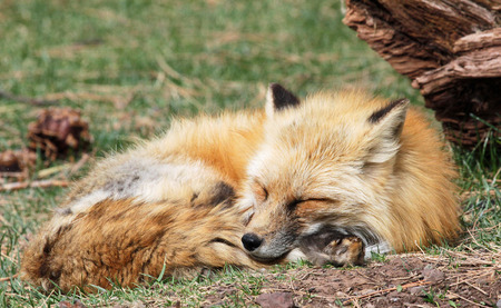 Red Fox sleeping on the groundの写真素材