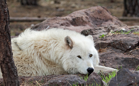 Arctic wolf watching, Bearizona Wildlife Park, Arizonaの写真素材