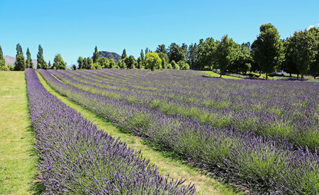 Lavender field, Wanaka, New Zealand