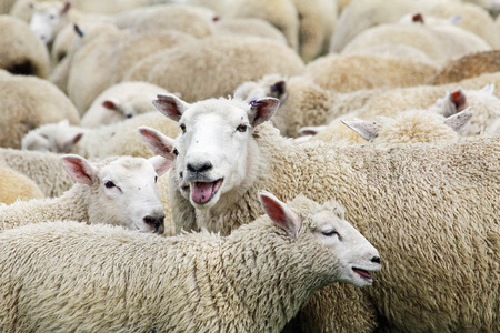 Sheep panting, New Zealandの写真素材