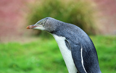 Penguin gazing at somethingの写真素材