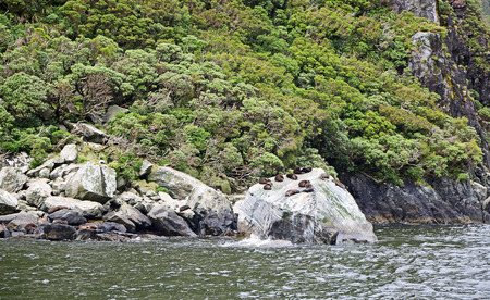View at wild seals on the rock, New Zealandの写真素材