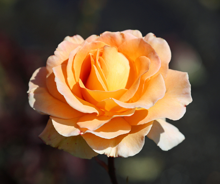 Orange roseの写真素材