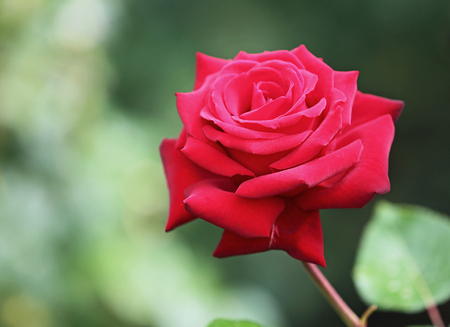 Red rose close upの写真素材