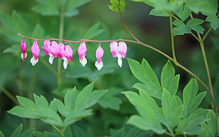 Bleeding heart flowerの写真素材