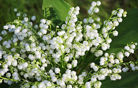 Lily-of-the-valley flowersの写真素材
