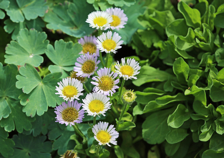 Daisy flowers
