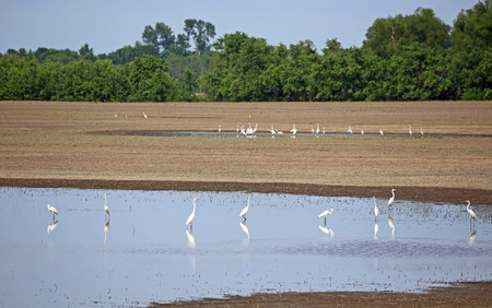 Group of snowy egret, Tennessee