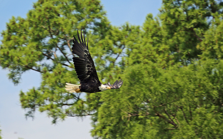 Bald eagle flying, Tennessee