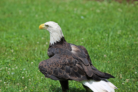 Bald eagle on grass, Tennessee