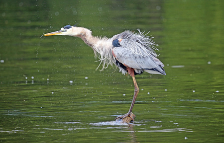 Great blue heron shaking feathers, Tennesseeの写真素材