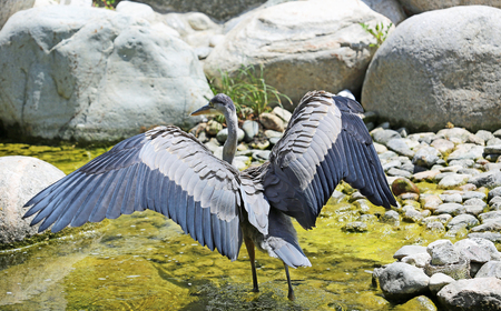 Great blue heron with outspread wingsの写真素材
