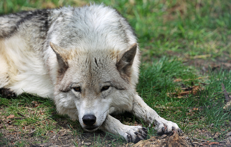 Resting wolfdog, Yamnuska Wolfdog Sanctuary, Canadaの写真素材