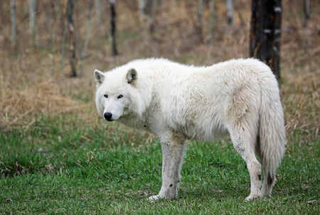 White arctic wolfdog, Canada