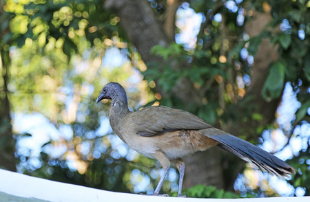West mexican chachalaca birdの写真素材