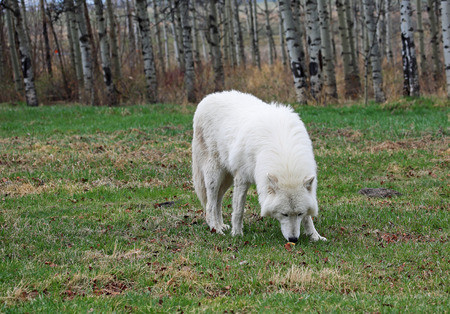 White wolfdog sniffing