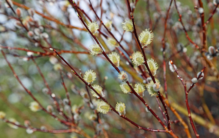 The branch with catkins