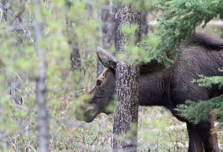Female moose behind tree, Jasper NP, Canadaの写真素材