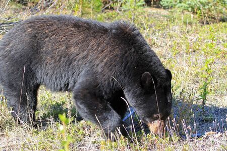 Black bear walking - Canadaの写真素材