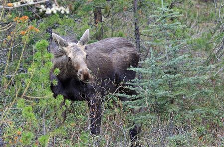 Female moose between trees, Canadaの写真素材