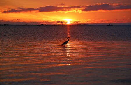 Heron and sunset, Florida