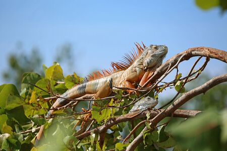 Two iguana on the branch, Floridaの写真素材