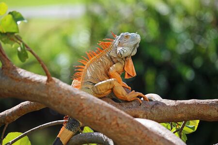 Orange iguana on the branch, Floridaの写真素材