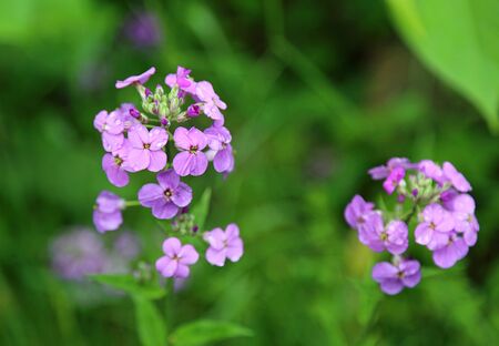 Phlox flowersの写真素材