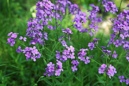 Lilac phlox flowersの写真素材