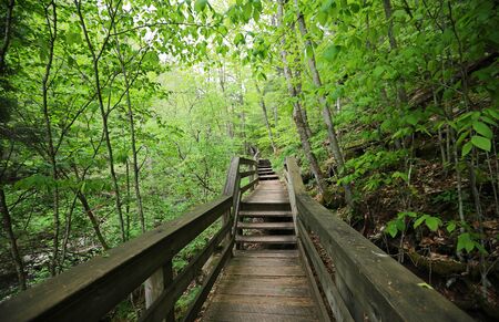 Wooden Boardwalk in the forest, West Virginia