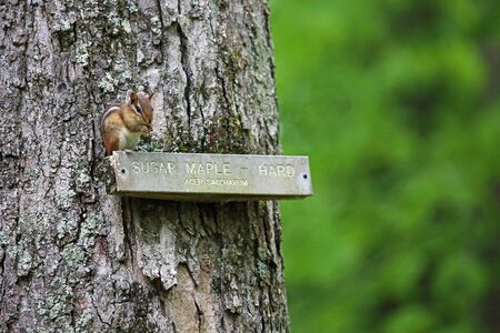 Chipmunk in West Virginia State Wildlife Centerの写真素材