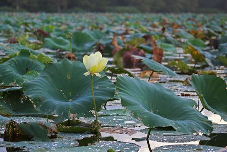 Lotus flower and leavesの写真素材