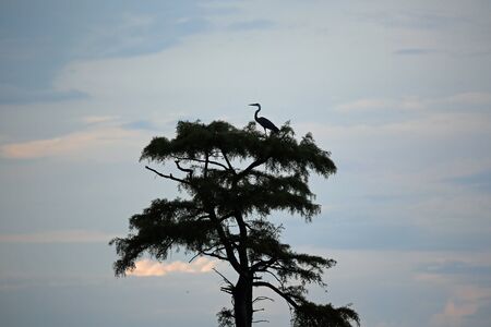 Silhouette of cypress tree with snowy egret, Tennesseeの写真素材