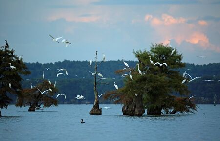 White birds and cypress tree, Tennesseeの写真素材