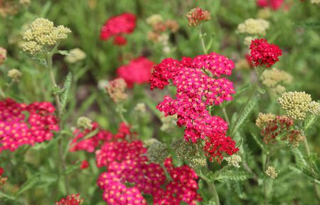 Red achilleaの写真素材