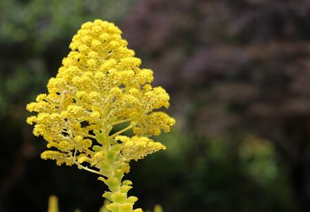 Aeonium flowerの写真素材