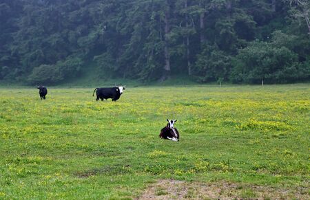 Goat and cow on a pasture, Californiaの写真素材