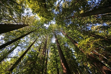 Redwood trees on blue sky, Californiaの写真素材